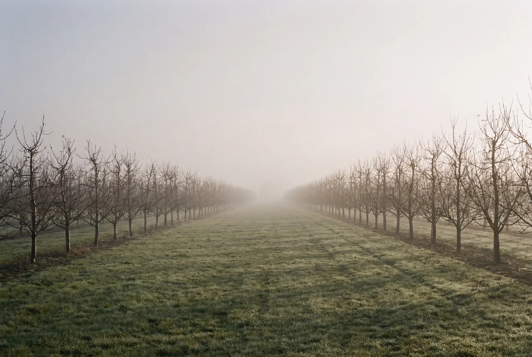 Long rows of orchard trees in soft dawn mist